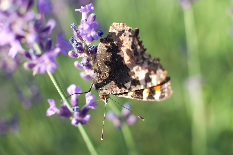 Nymphalis urticae - kis rókalepke