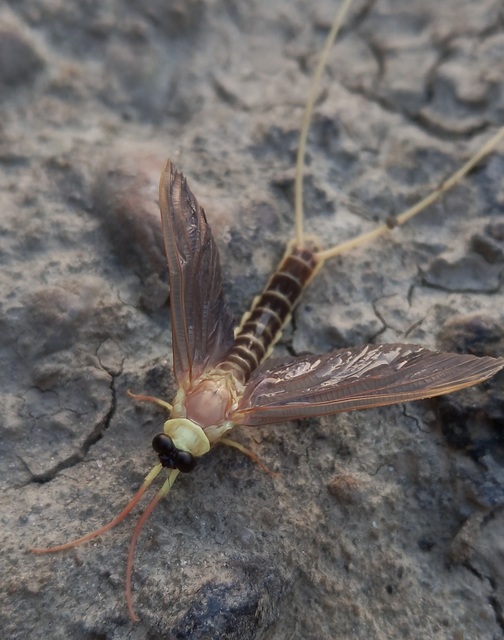 Palingenia longicauda - tiszavirág