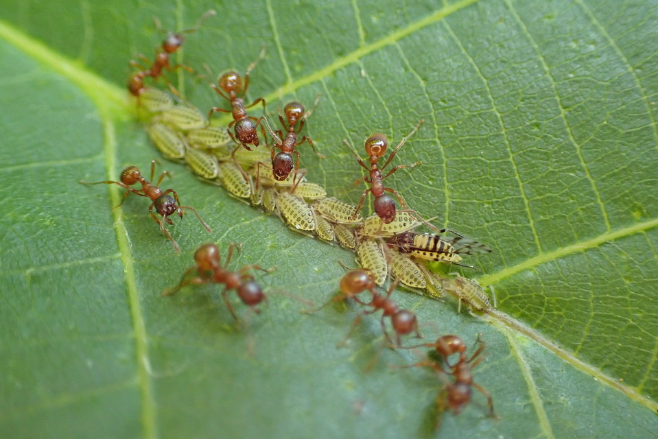 Panaphis juglandis