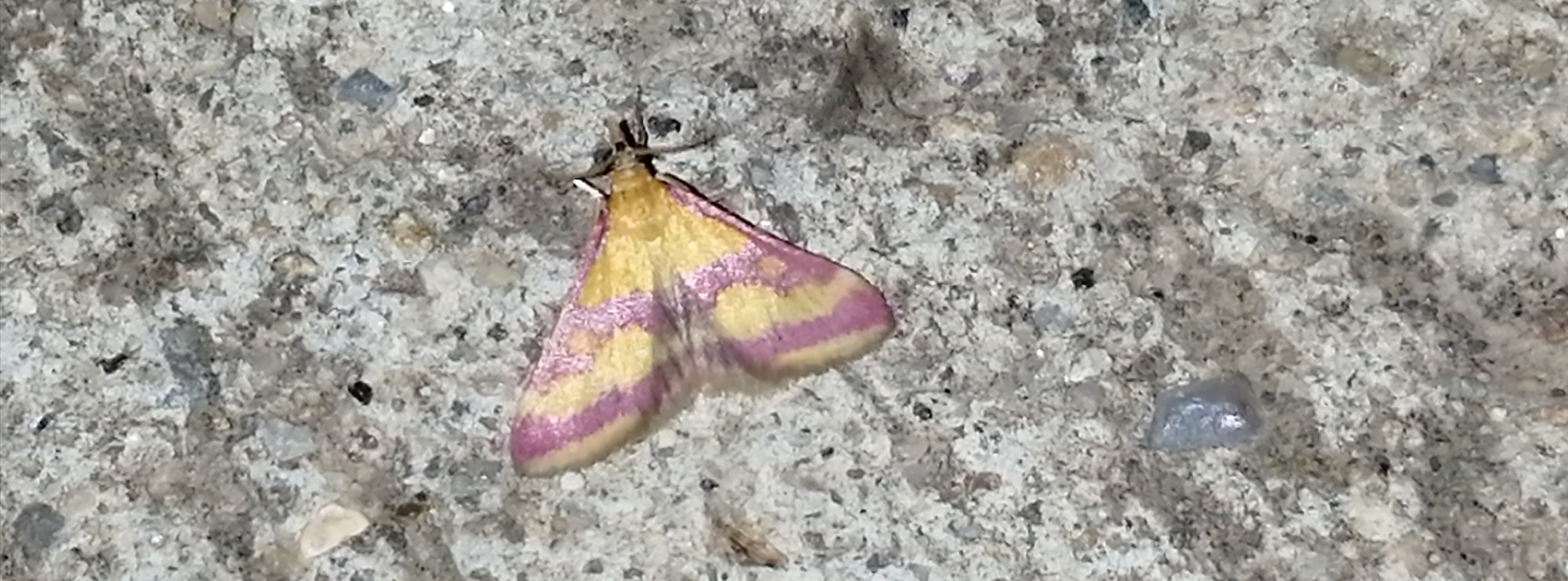 Pyrausta sanguinalis/virginalis