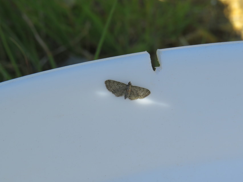 Eupithecia haworthiata - rozsdástestű törpearaszoló