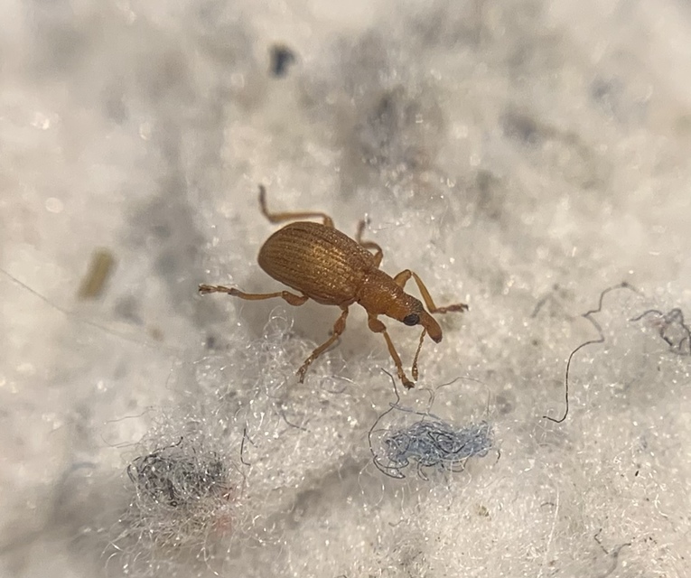 Apion cruentatum - vérpiros cickányormányos
