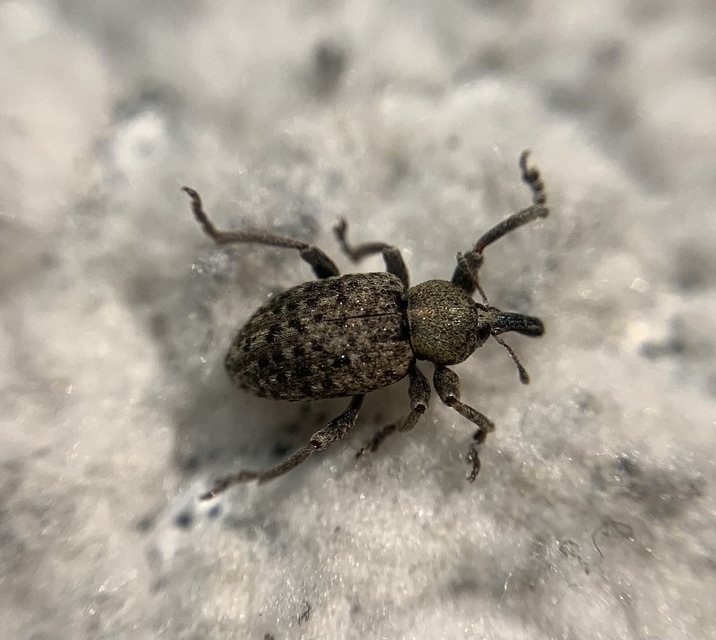 Hypera contaminata - homályos pikkelyesormányos