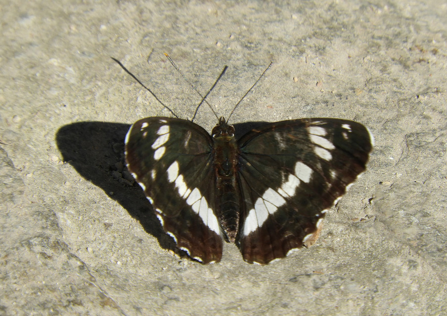 Limenitis camilla - kis lonclepke