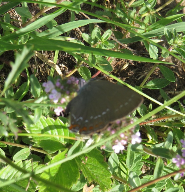 Satyrium ilicis - tölgyfa-csücsköslepke