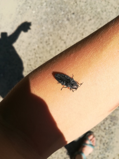 Buprestis haemorrhoidalis - foltosfejű díszbogár