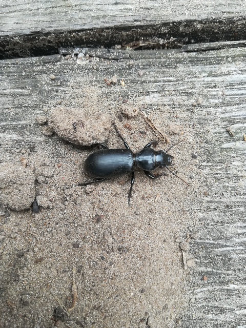 Broscus cephalotes - busafutó