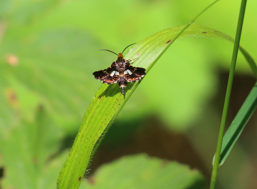 Thyris fenestrella - gyakori ablakosmoly