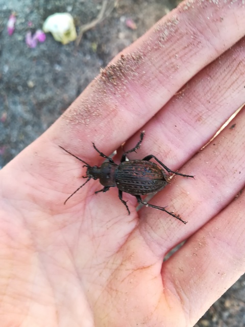 Carabus cancellatus - ragyás futrinka