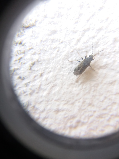 Peritrechus gracilicornis - vékonycsápú feketésbodobács