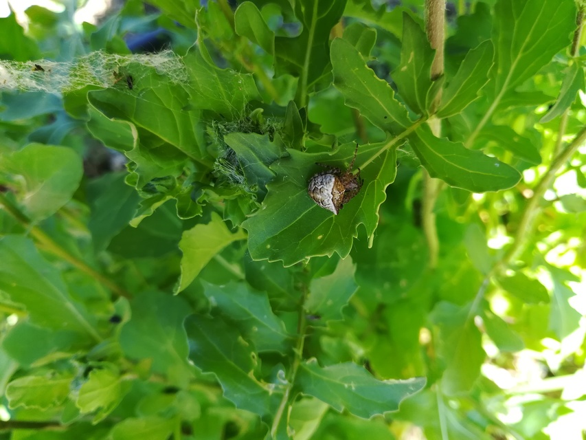 Gibbaranea bituberculata - kétcsúcsú keresztespók