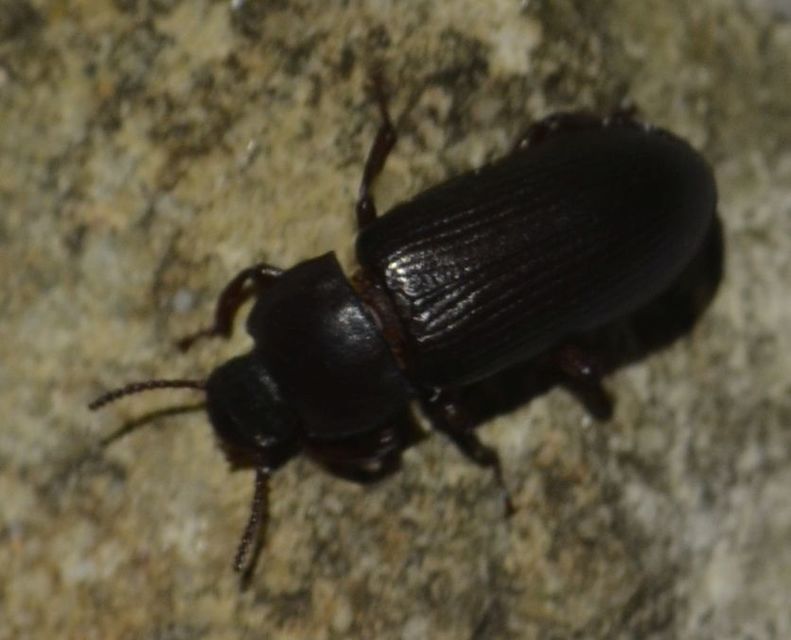 Tenebrio molitor - közönséges lisztbogár
