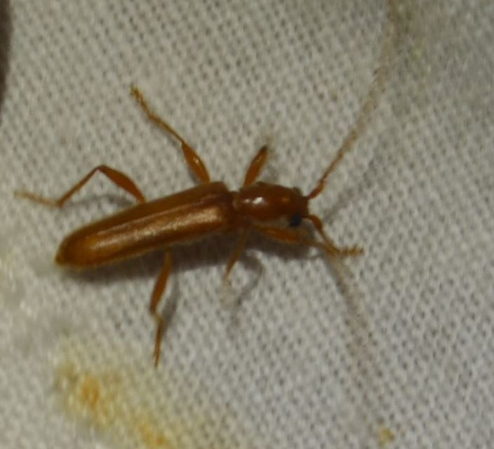 Axinopalpis gracilis - kecses selymescincér