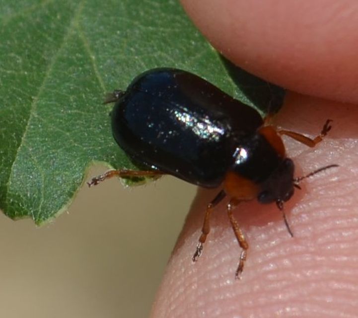 Smaragdina aurita - feketehátú zsáklevelész