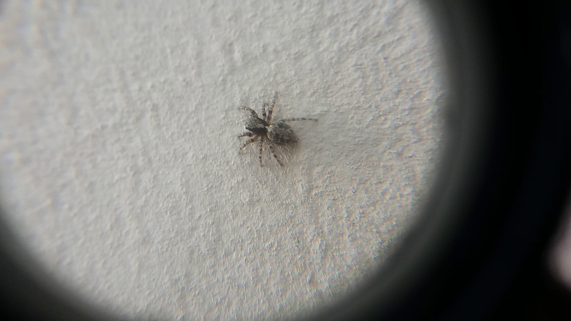 Pseudeuophrys lanigera - szobai ugrópók