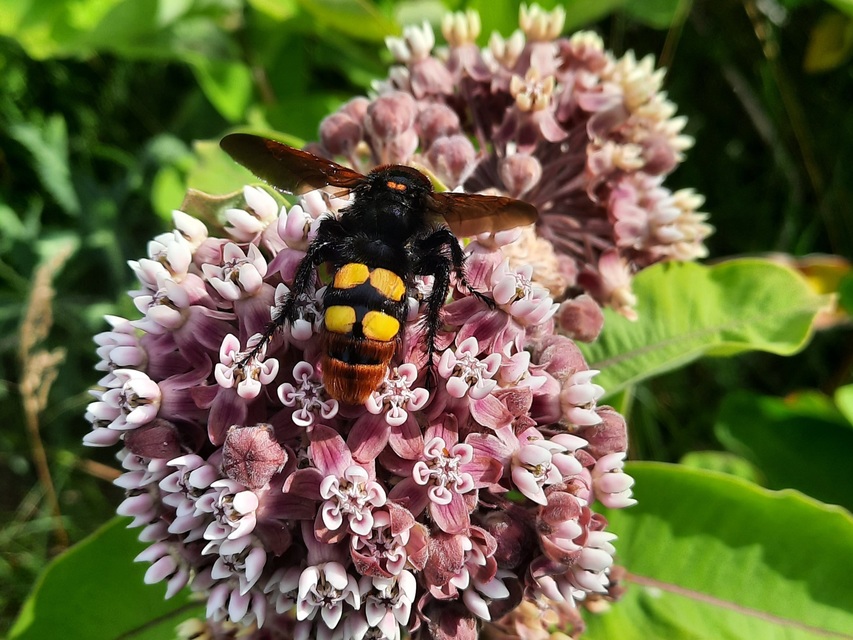 Megascolia maculata - óriás-tőrösdarázs