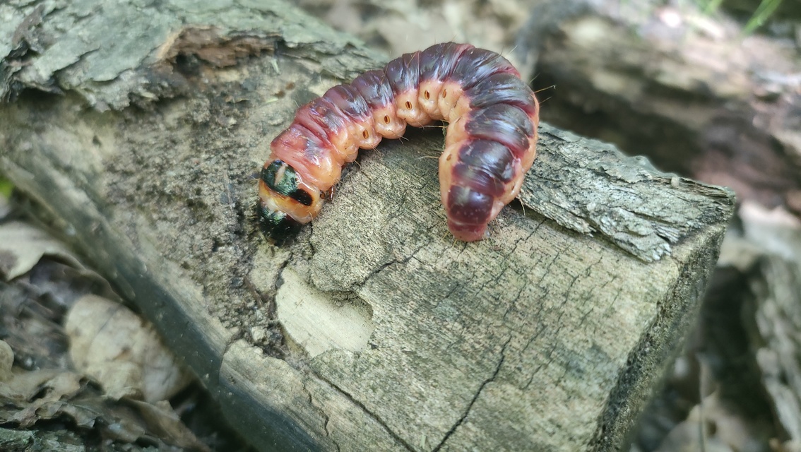 Cossus cossus - fűzfarontólepke