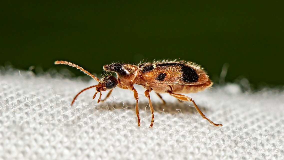 Notoxus monoceros - sárgahasú nyakszarvúbogár