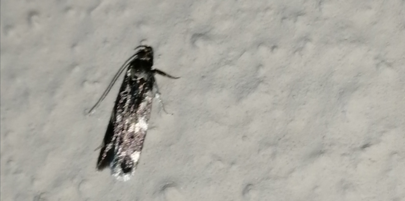 Oegoconia