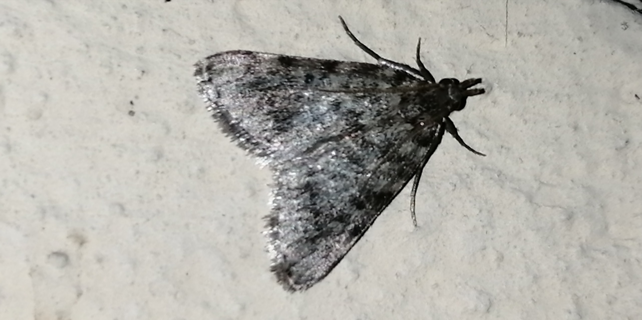 Aglossa pinguinalis - zsiradékmoly