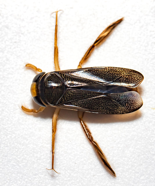 Corixidae - búvárpoloskák Corixidae - búvárpoloskák