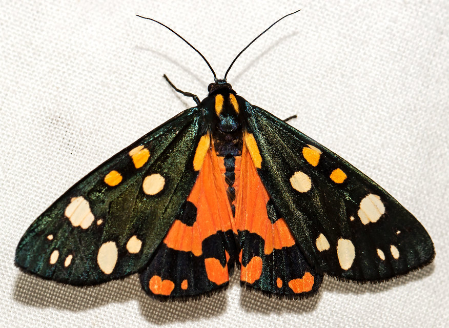Callimorpha dominula - fémes medvelepke