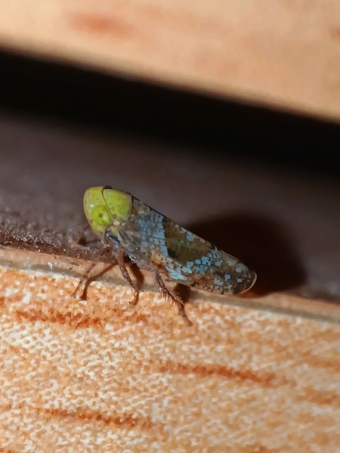 Hishimonus hamatus