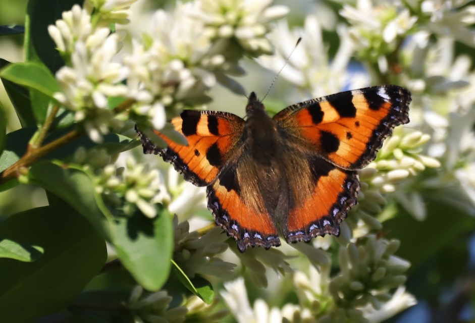 Nymphalis urticae - kis rókalepke