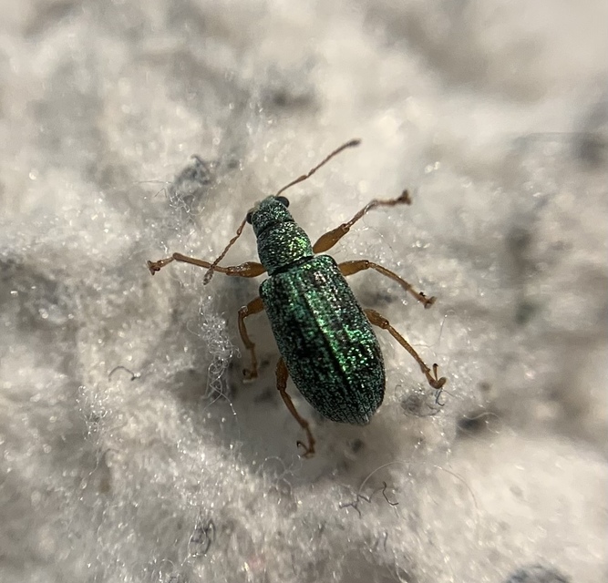 Polydrusus corruscus - kecskefűz-lombormányos