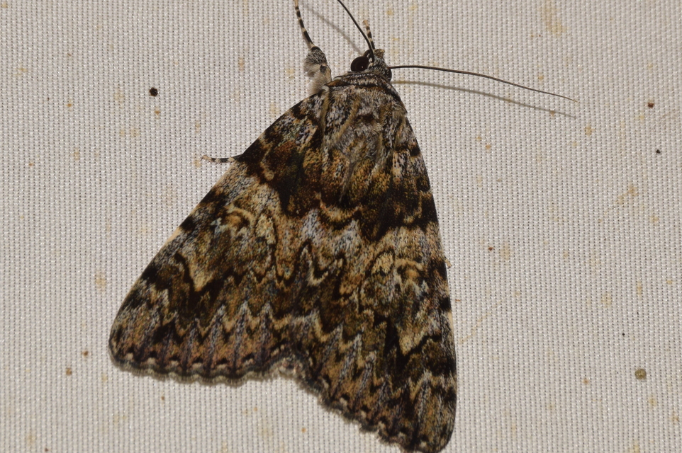 Catocala promissa - kis tölgyfa-övesbagoly