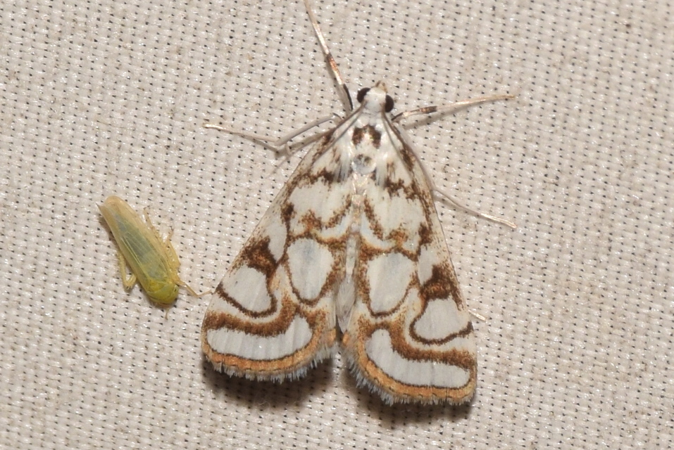 Nymphula nitidulata - díszes vízimoly