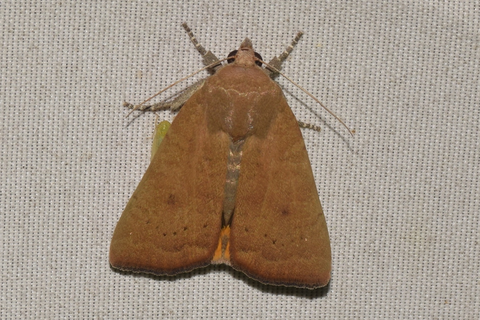 Noctua interjecta - zömök sárgafűbagoly