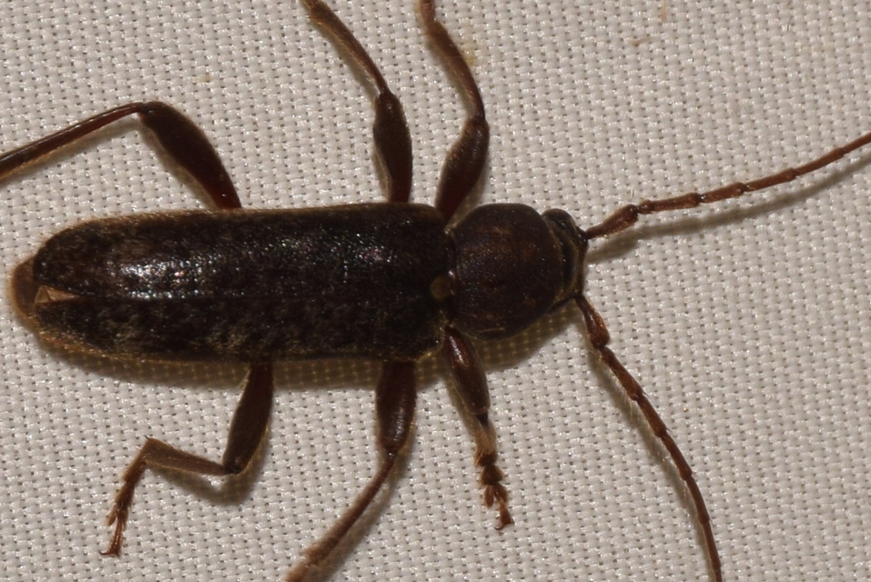 Trichoferus campestris - szállóvendég éjicincér