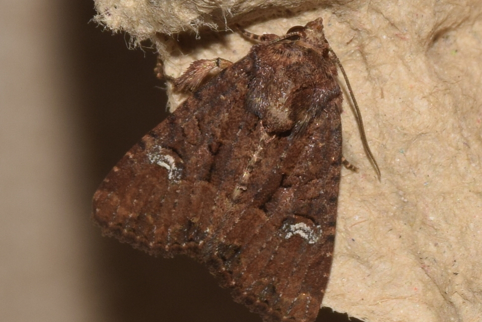 Mesapamea secalis - kis dudvabagoly