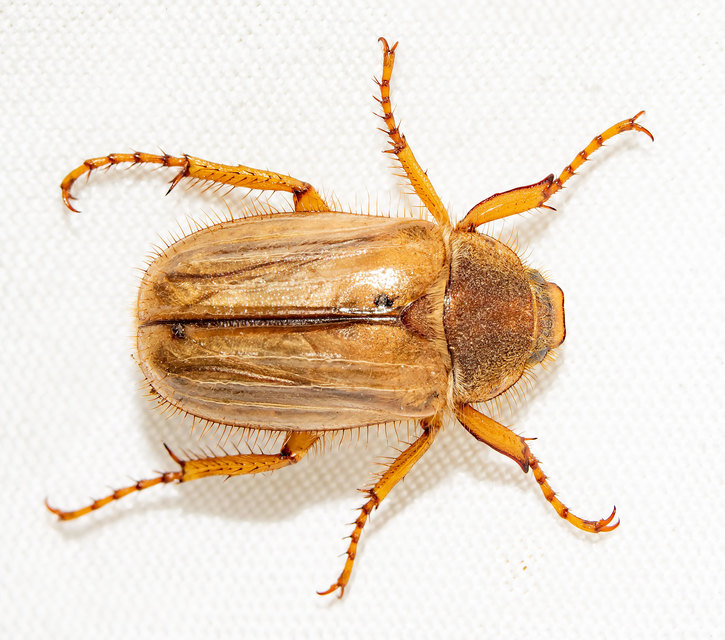 Amphimallon solstitiale - bordás sárgacserebogár