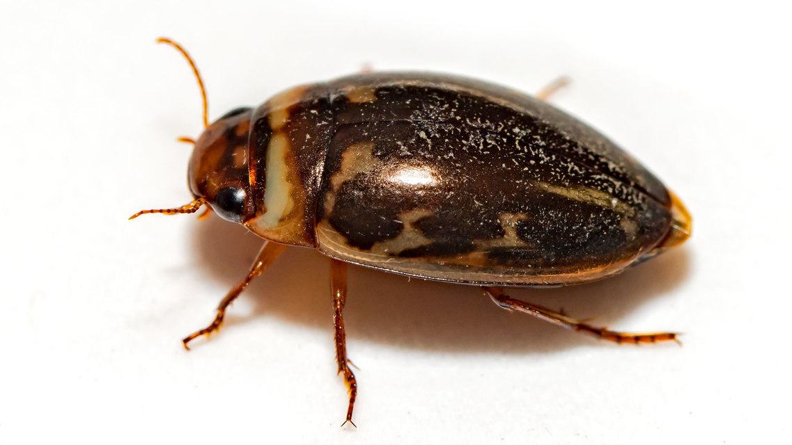 Platambus maculatus - tarka csíkbogár