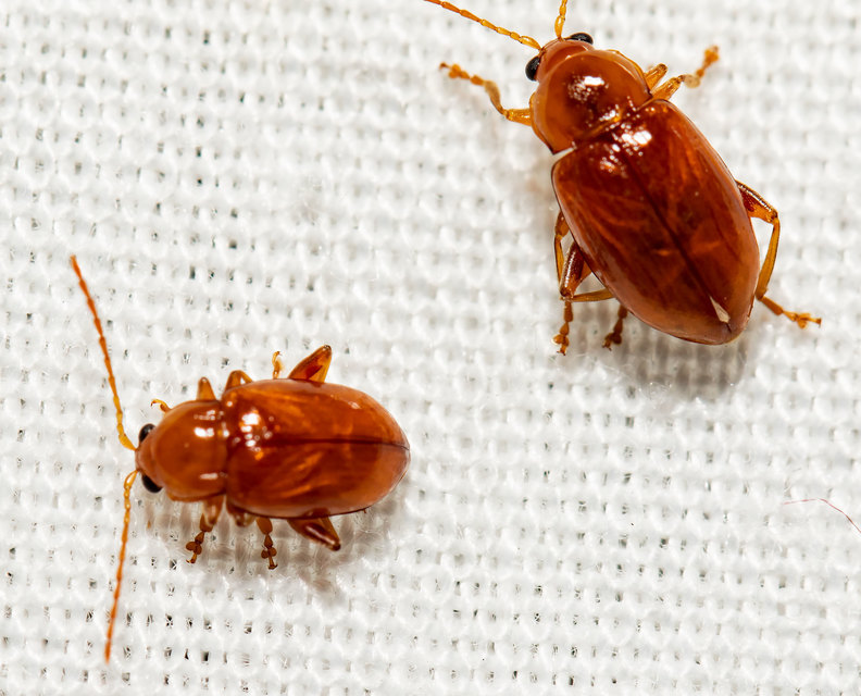 Neocrepidodera