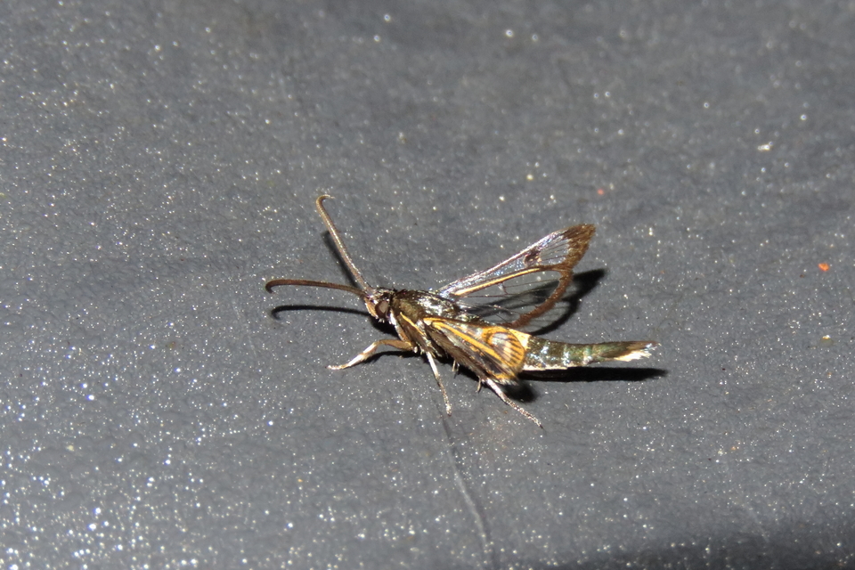Sesiidae - szitkárfélék