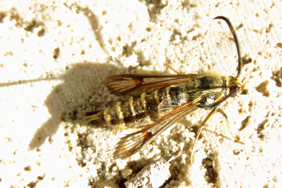 Sesiidae - szitkárfélék