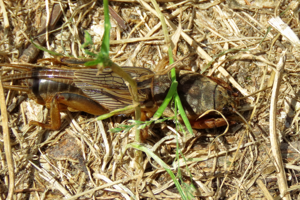 Gryllotalpa