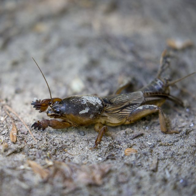 Gryllotalpa