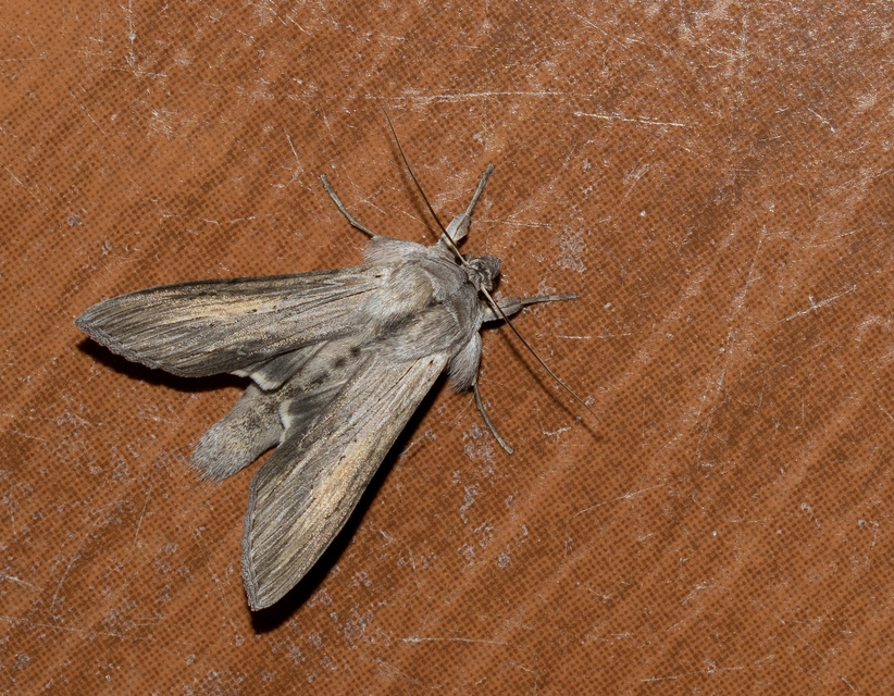 Cucullia umbratica - közönséges csuklyásbagoly