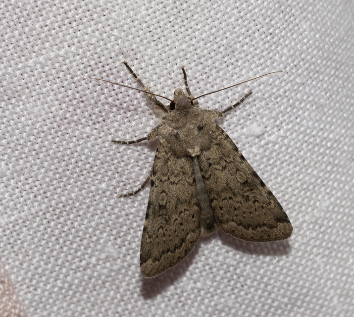 Rhyacia simulans - hamvas földibagoly