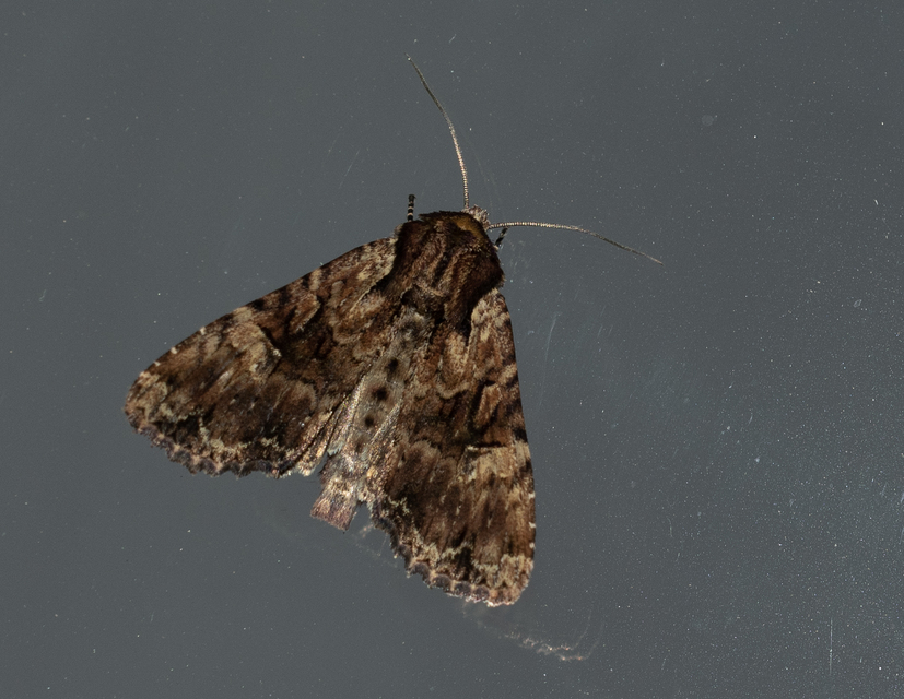Apamea epomidion - vörösbarna dudvabagoly