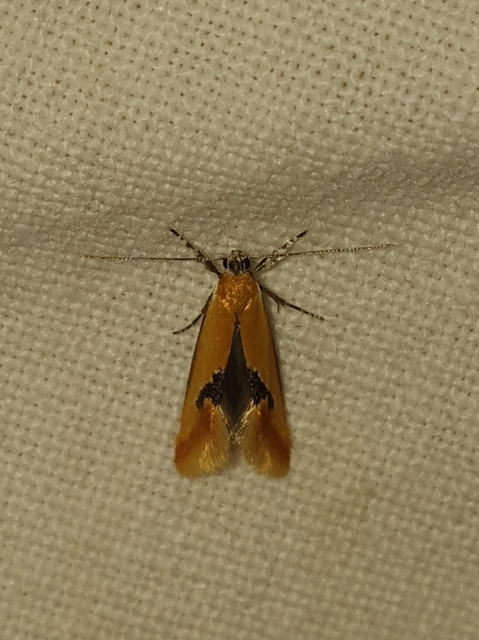Batia internella/lambdella