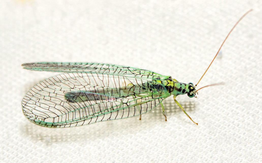 Chrysopa perla - aranyszemű fátyolka