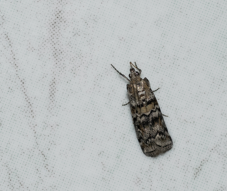 Dioryctria