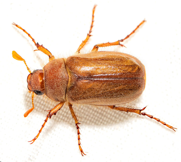 Amphimallon assimile - kis sárgacserebogár