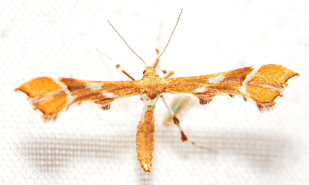 Cnaemidophorus rhododactyla - rózsabogyó-tollasmoly