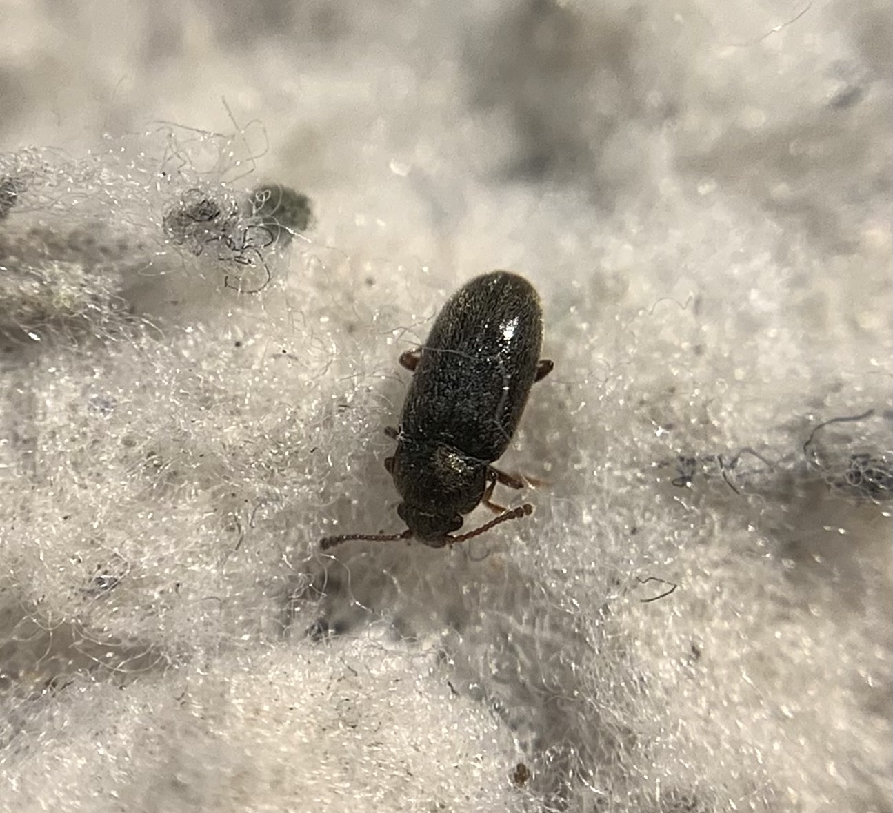 Telmatophilus brevicollis - barna gyékénybogár